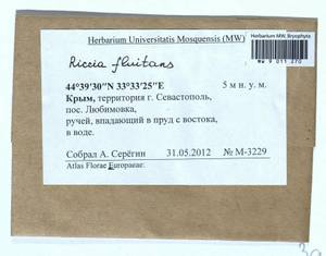 Riccia fluitans L., Гербарий мохообразных, Мхи - Крым (B3a) (Россия)