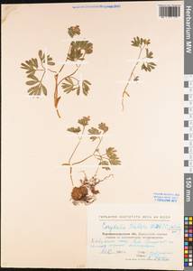 Хохлатка плотная (L.) Clairv., Восточная Европа, Северо-Украинский район (E11) (Украина)