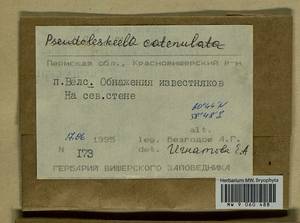 Pseudoleskeella catenulata (Brid. ex Schrad.) Kindb., Гербарий мохообразных, Мхи - Пермский край, Удмуртия, Свердловская и Кировская области (B8) (Россия)