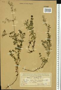 Подмаренник мягкий L., Восточная Европа, Северный район (E1) (Россия)