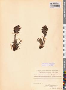 Мытник лисохвостый Steven ex Spreng., Сибирь, Чукотка и Камчатка (S7) (Россия)