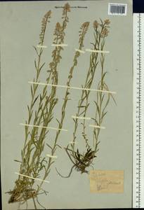 Истод хохлатый, Сибирь, Западный (Казахстанский) Алтай (S2a) (Казахстан)