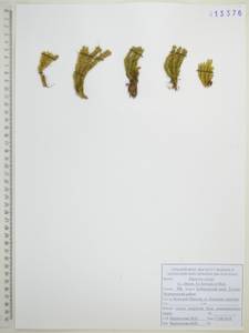 Баранец обыкновенный (L.) Bernh., Сибирь, Дальний Восток (S6) (Россия)