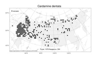 Cardamine dentata, Сердечник зубчатый Schult., Атлас флоры России (FLORUS) (Россия)