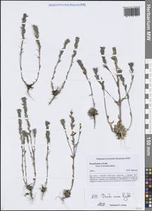 Крупка седая, Крупка серая Rydb., Сибирь, Алтай и Саяны (S2) (Россия)