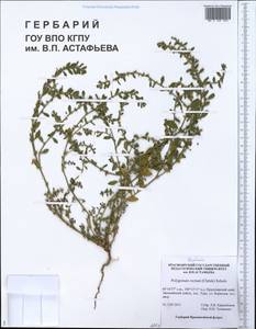 Спорыш птичий пренебреженный (Besser) Arcang., Сибирь, Центральная Сибирь (S3) (Россия)