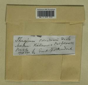 Helodium blandowii (F. Weber & D. Mohr) Warnst., Гербарий мохообразных, Мхи - Москва и Московская область (B6a) (Россия)