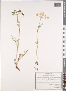 Горичник влагалищный Ledeb., Сибирь, Алтай и Саяны (S2) (Россия)