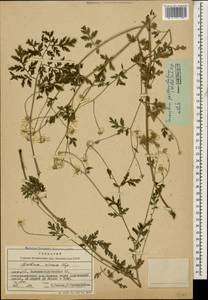 Tanacetum partheniifolium (Willd.) Sch. Bip., Кавказ, Азербайджан (K6) (Азербайджан)