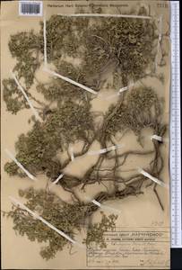 Чабрец Кочи Boiss. & Hohen., Средняя Азия и Казахстан, Западный Тянь-Шань и Каратау (M3) (Казахстан)