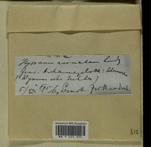Calliergonella lindbergii (Mitt.) Hedenäs, Гербарий мохообразных, Мхи - Архангельская и Вологодская области, Коми, Ненецкий АО (B7) (Россия)