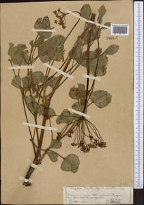 Дудник тройчатый Regel & Schmalh., Средняя Азия и Казахстан, Памир и Памиро-Алай (M2) (Таджикистан)