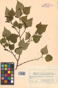 Betula pendula subsp. mandshurica (Regel) Ashburner & McAll., Сибирь, Чукотка и Камчатка (S7) (Россия)