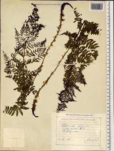 Pseudathyrium alpestre subsp. alpestre, Кавказ, Грузия (K4) (Грузия)