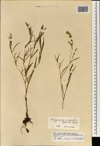 Горец узколистный (Pall.) Ronse Decr., Монголия (MONG) (Монголия)