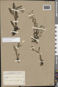 Myosotis alpestris subsp. suaveolens (Waldst. & Kit. ex Willd.) Strid, Восточная Европа, Центральный лесостепной район (E6) (Россия)