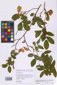 Шиповник майский Herrm., Восточная Европа, Московская область и Москва (E4a) (Россия)