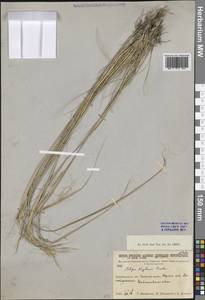 Ковыль Крылова Roshev., Сибирь, Прибайкалье и Забайкалье (S4) (Россия)