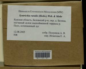 Syntrichia ruralis (Hedw.) F. Weber & D. Mohr, Гербарий мохообразных, Мхи - Центральное Черноземье (B10) (Россия)