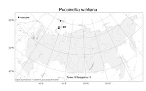 Puccinellia vahliana, Бескильница Валя (Liebm.) Scribn. & Merr., Атлас флоры России (FLORUS) (Россия)