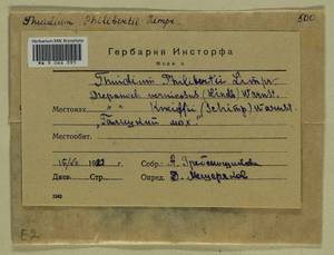 Drepanocladus aduncus (Hedw.) Warnst., Гербарий мохообразных, Мхи - Центральное Нечерноземье (B6) (Россия)