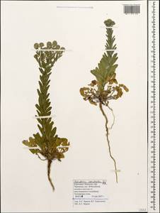 Клоповник полевой, Кресс полевой (L.) W.T.Aiton, Кавказ, Ставропольский край, Карачаево-Черкесия, Кабардино-Балкария (K1b) (Россия)