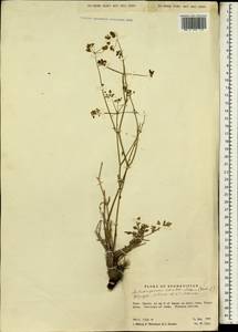 Pseudotrachydium vesiculoso-alatum (Rech. fil.) Pimenov & Kljuykov, Зарубежная Азия (ASIA) (Афганистан)