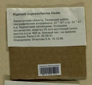 Hypnum cupressiforme Hedw., Гербарий мохообразных, Мхи - Украина и Молдавия (B3) (Украина)