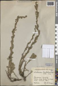 Полынь рутолистная Stephan ex Spreng., Средняя Азия и Казахстан, Западный Тянь-Шань и Каратау (M3) (Киргизия)