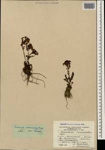 Мытник Нордманна Bunge, Кавказ, Южная Осетия (K4b) (Южная Осетия)