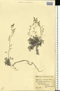 Полынь беловойлочная M.Bieb. ex Besser, Восточная Европа, Северо-Украинский район (E11) (Украина)