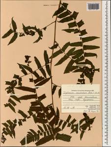 Diplazium esculentum (Retz.) Sw., Зарубежная Азия (ASIA) (Вьетнам)