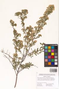 Спирея городчатая, Таволга городчатая L., Восточная Европа, Нижневолжский район (E9) (Россия)