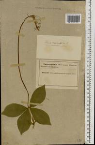 Вороний глаз четырехлистный L., Восточная Европа, Северный район (E1) (Россия)