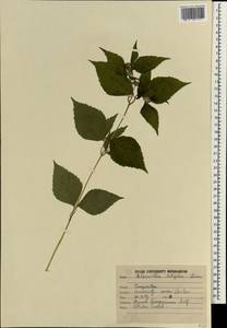 Spilanthes acmella (L.) Murray, Зарубежная Азия (ASIA) (Индия)