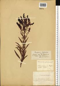 Вероника ненастоящая, Вероника сомнительная L., Сибирь, Западный (Казахстанский) Алтай (S2a) (Казахстан)