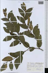 Ziziphus abyssinica Hochst. ex A. Rich., Африка (AFR) (Эфиопия)