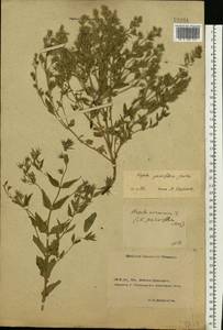 Nepeta ucranica subsp. parviflora (M.Bieb.) M.Masclans, Восточная Европа, Северо-Украинский район (E11) (Украина)