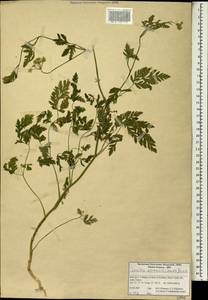 Пупырник полевой, Торилис полевой (Huds.) Link, Зарубежная Азия (ASIA) (Иран)