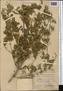 Жимолость Королькова Stapf, Средняя Азия и Казахстан, Памир и Памиро-Алай (M2)