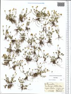 Лютик, Средняя Азия и Казахстан, Северный и Центральный Тянь-Шань (M4) (Киргизия)