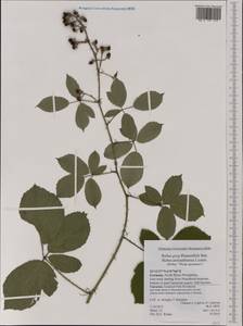 Rubus polyanthemus Lindeb., Западная Европа (EUR) (Германия)