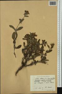 Cistus creticus subsp. eriocephalus (Viv.) Greuter & Burdet, Западная Европа (EUR) (Болгария)
