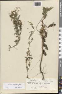 Повилика полевая Yunck., Восточная Европа, Южно-Украинский район (E12) (Украина)