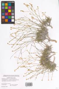 Клоповник лировидный L., Восточная Европа, Восточный район (E10) (Россия)