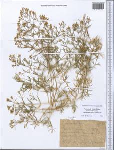 Caryophyllaceae, Средняя Азия и Казахстан, Западный Тянь-Шань и Каратау (M3) (Казахстан)