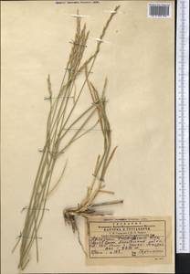 Thinopyrum intermedium subsp. intermedium, Средняя Азия и Казахстан, Памир и Памиро-Алай (M2) (Узбекистан)