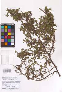 Стальник полевой L., Восточная Европа, Южно-Украинский район (E12) (Украина)