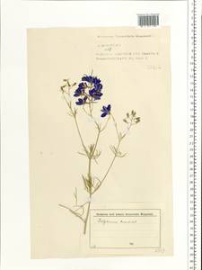 Delphinium consolida subsp. consolida, Восточная Европа, Северо-Западный район (E2) (Россия)