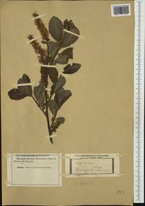 Salix glabra Scop., Западная Европа (EUR) (Неизвестно)